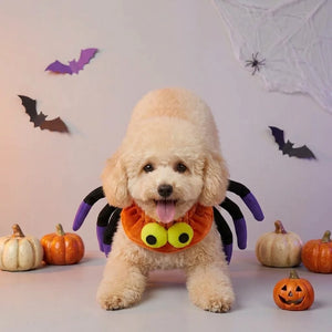 Tamecare Orange Halloween Spider Dog Collar