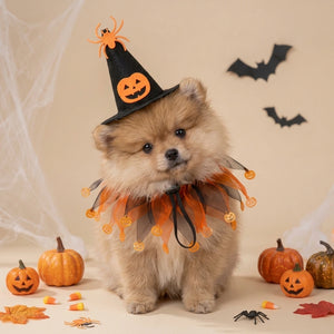 Tamecare Cat Witch Costume with Hat and Pumpkin Collar, Halloween Pet Outfit