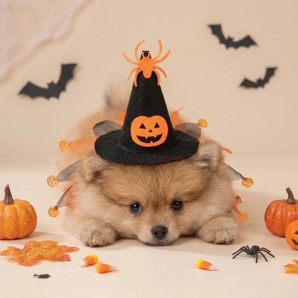 Tamecare Cat Witch Costume with Hat and Pumpkin Collar, Halloween Pet Outfit
