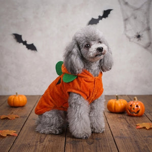 Tamecare Orange Pumpkin Halloween Dog Costume