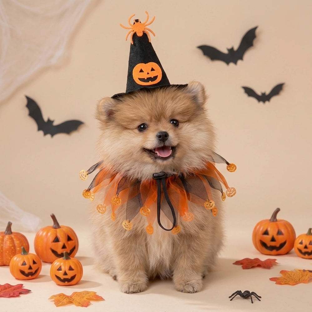 Tamecare Cat Witch Costume with Hat and Pumpkin Collar, Halloween Pet Outfit