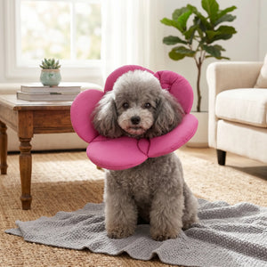 Elizabethan collar with multiple floral color options