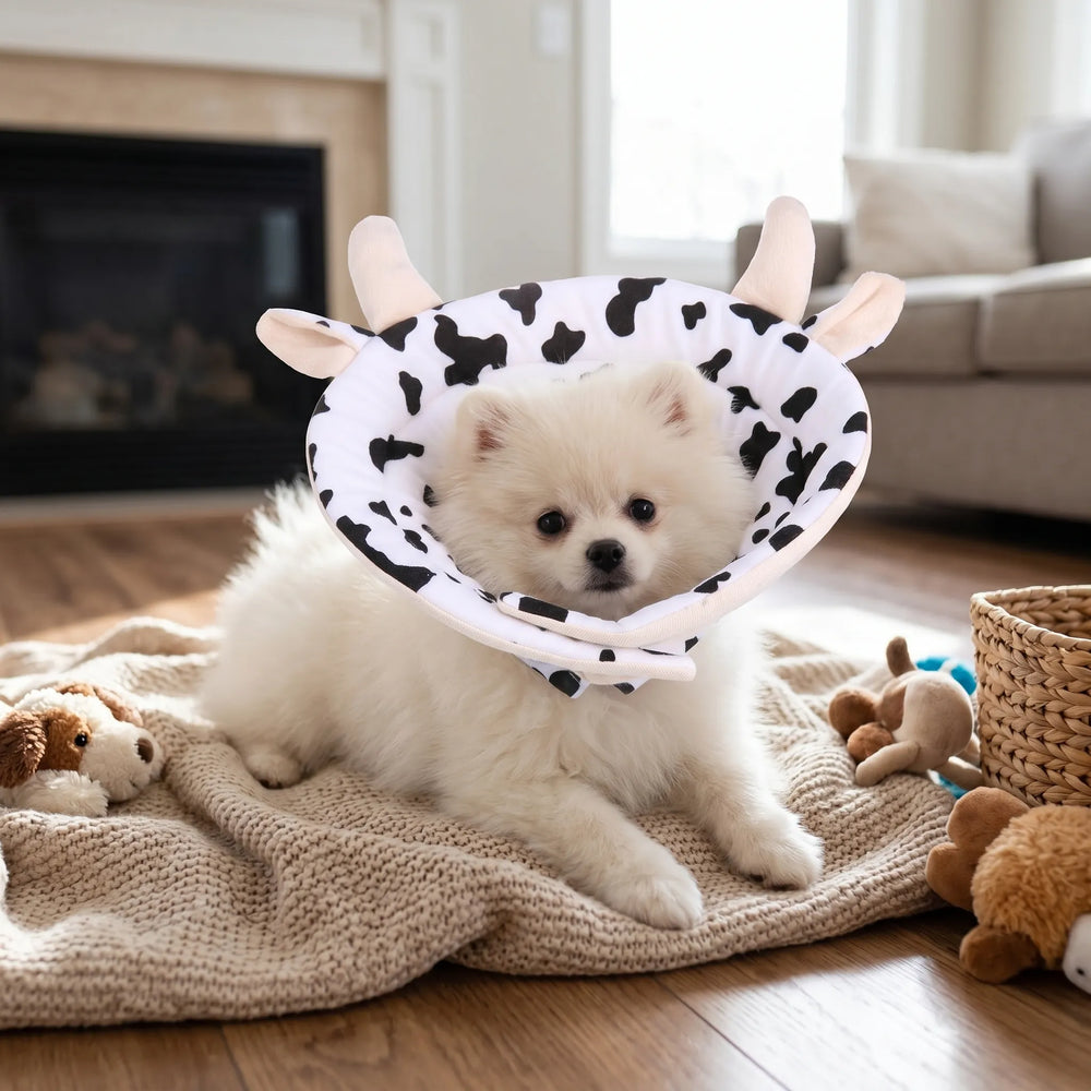 Cow-themed Elizabethan collar