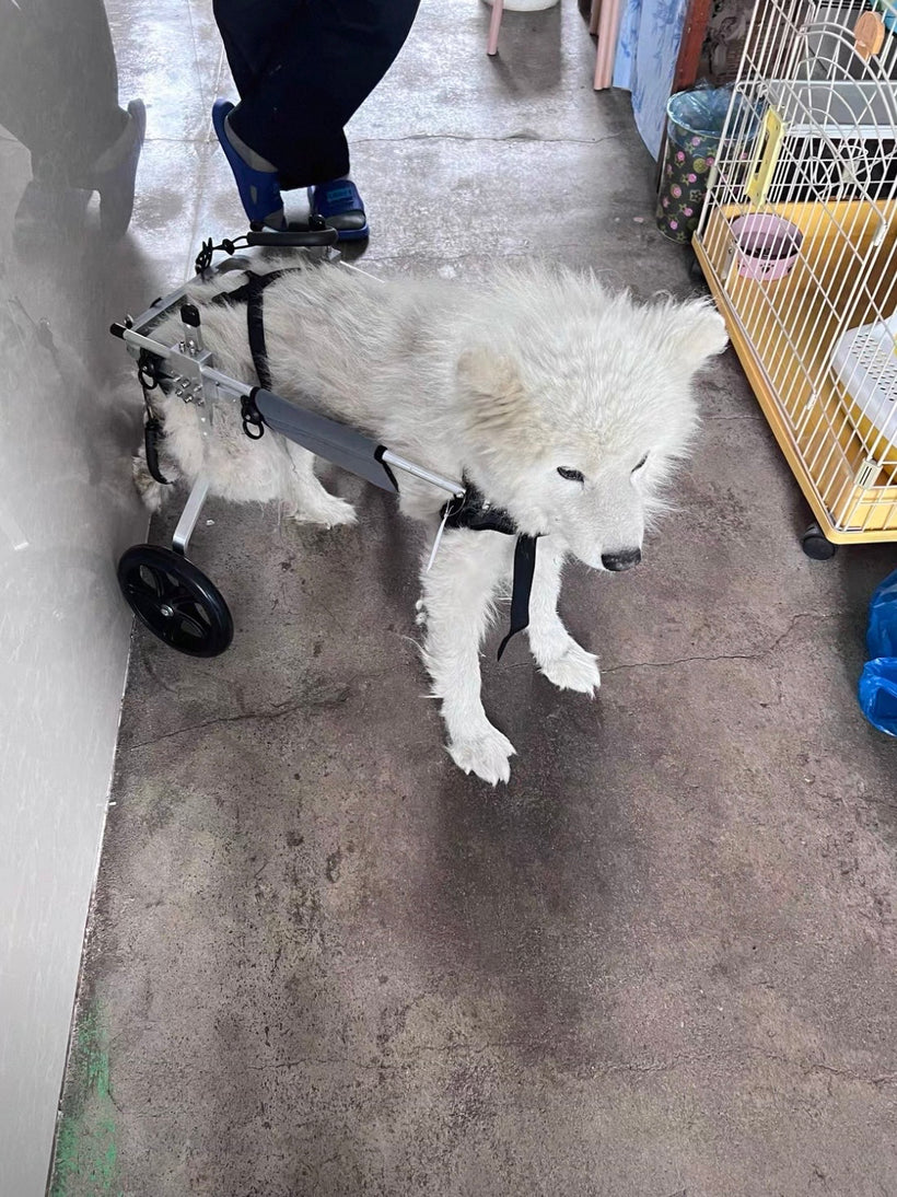 dog lift harness for hind leg weakness