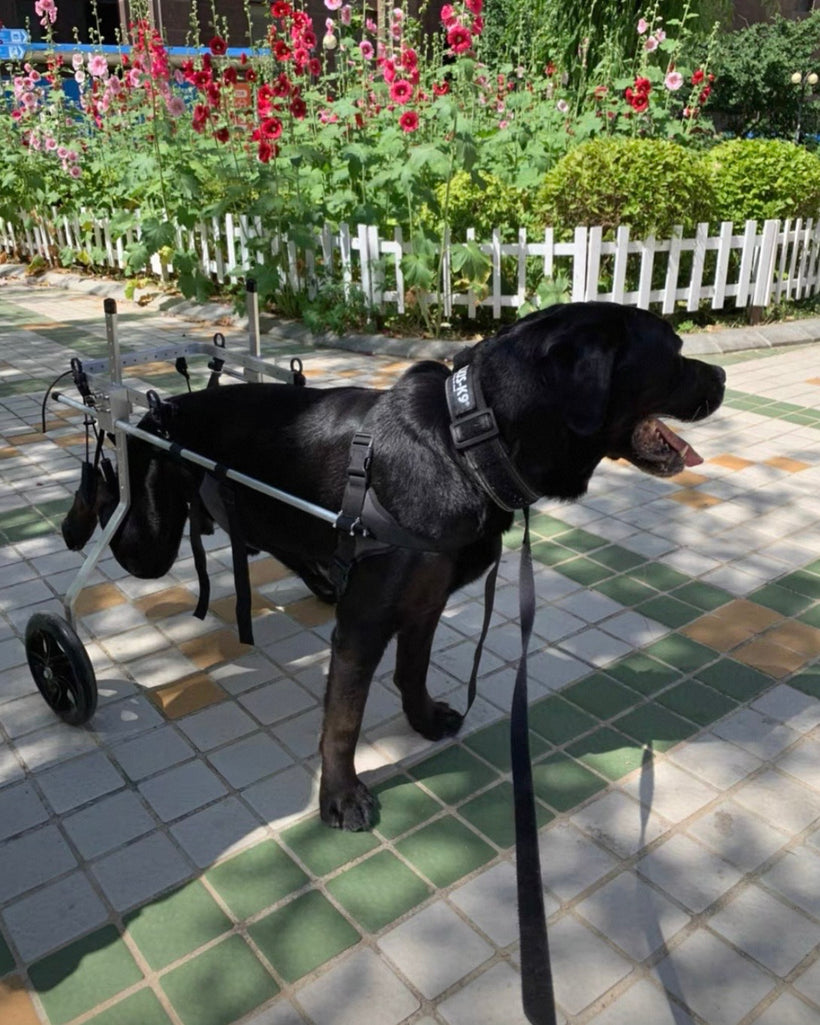 Symptoms of Canine Paralysis