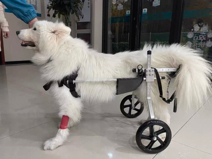 Rita, a paralyzed dog that suffers from leg tremors is enjoying the beach in his Walkin' Wheels