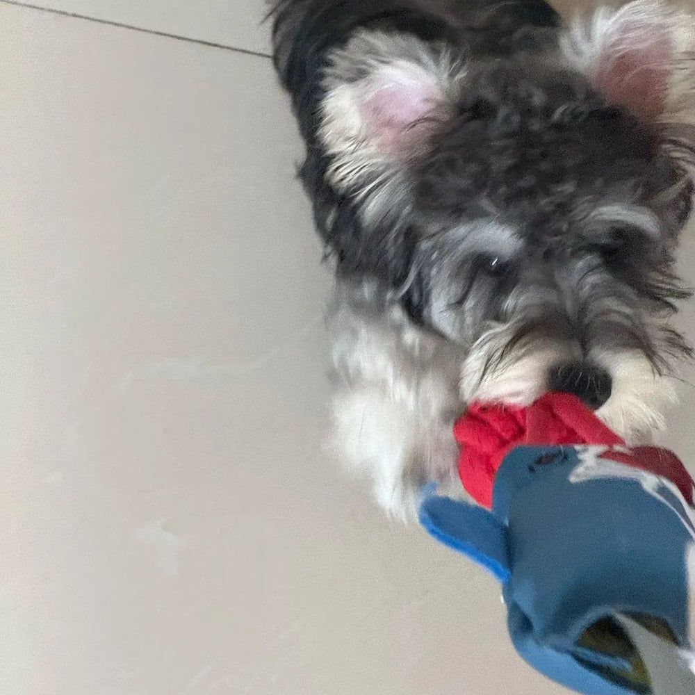 Tamecare Shark Buddy Suction Tug Dog Toy