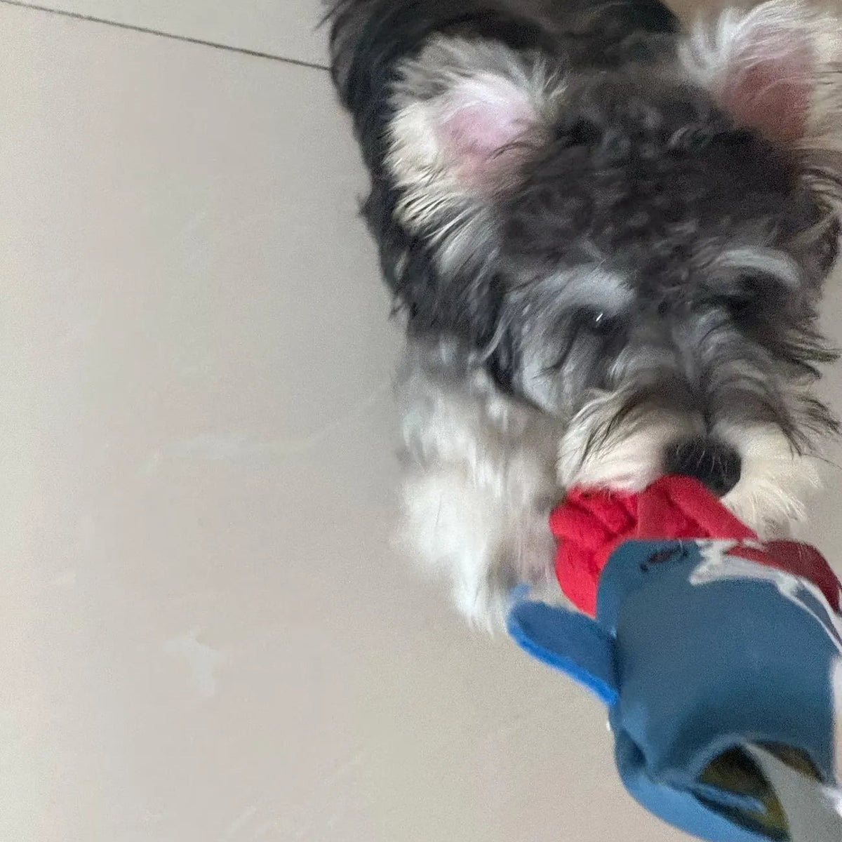 Tamecare Shark Buddy Suction Tug Dog Toy