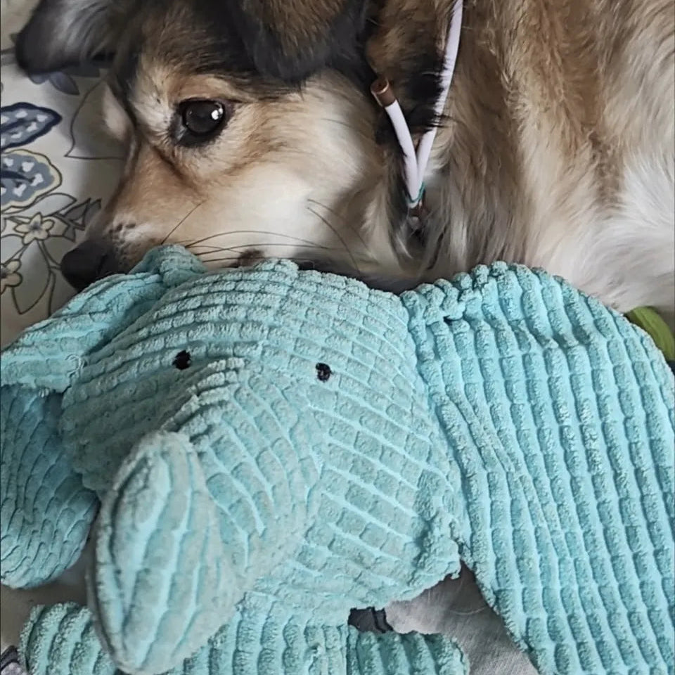 Tamecare Calming Elephant Plush Dog Toy