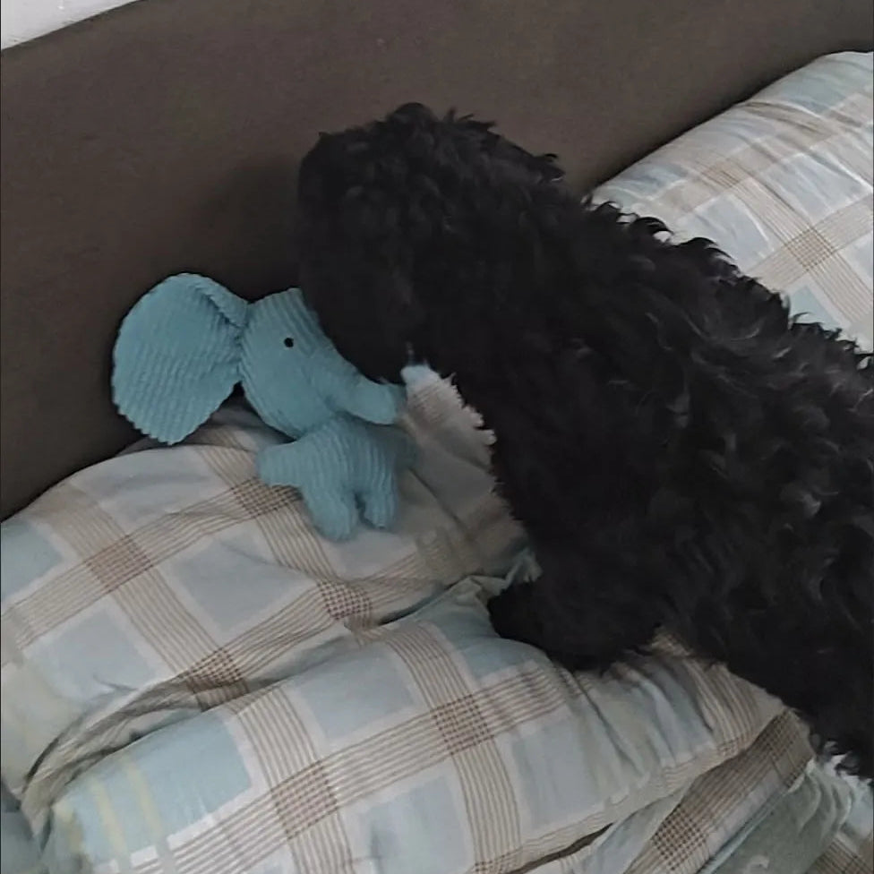 Tamecare Calming Elephant Plush Dog Toy