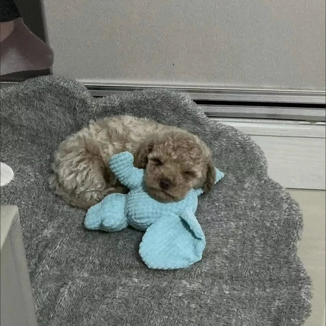 Tamecare Calming Elephant Plush Dog Toy