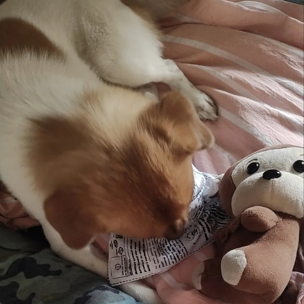 The Barkly Times Crinkle Squeaky Dog Newspaper Toy