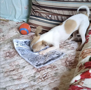The Barkly Times Crinkle Squeaky Dog Newspaper Toy