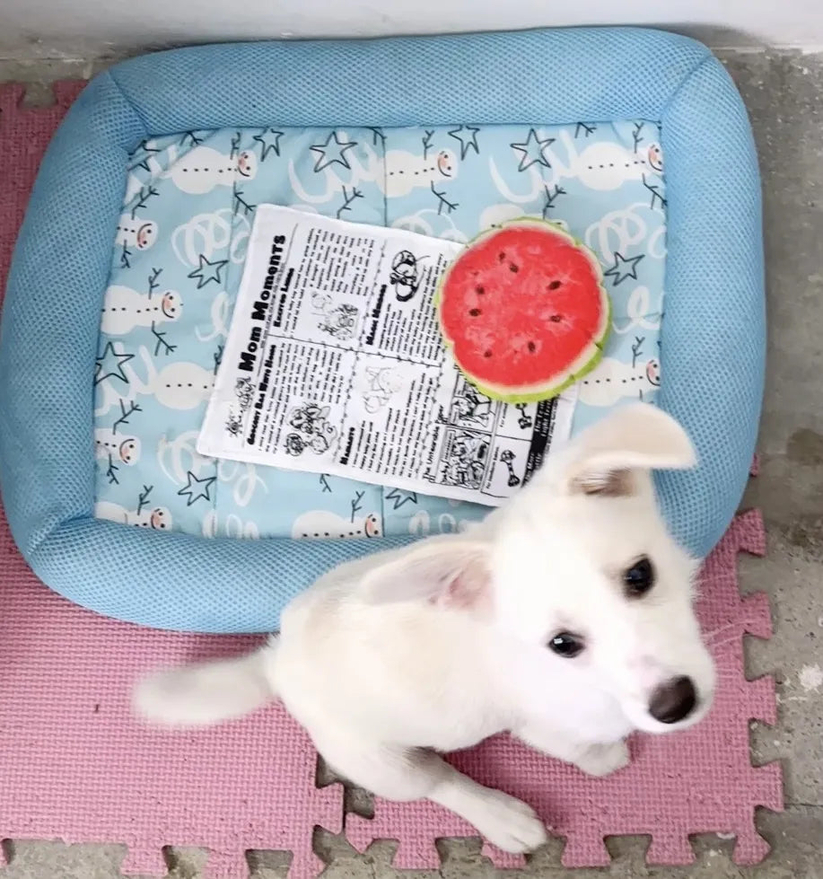 The Barkly Times Crinkle Squeaky Dog Newspaper Toy