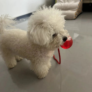 Light Up Luminous Pet Chew Ball with Durable Braided Ropecolor