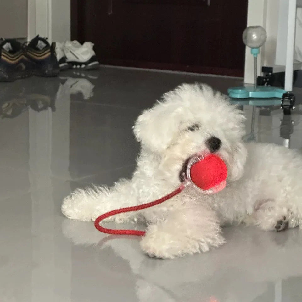 Light Up Luminous Pet Chew Ball with Durable Braided Ropecolor
