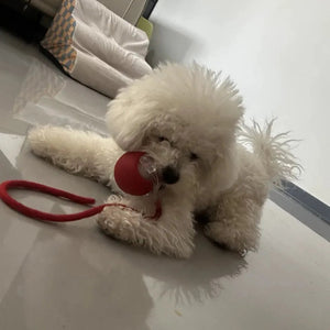 Light Up Luminous Pet Chew Ball with Durable Braided Ropecolor