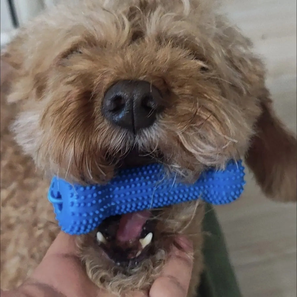 Tamecare Interactive Dental Tug Bone Dog Toy