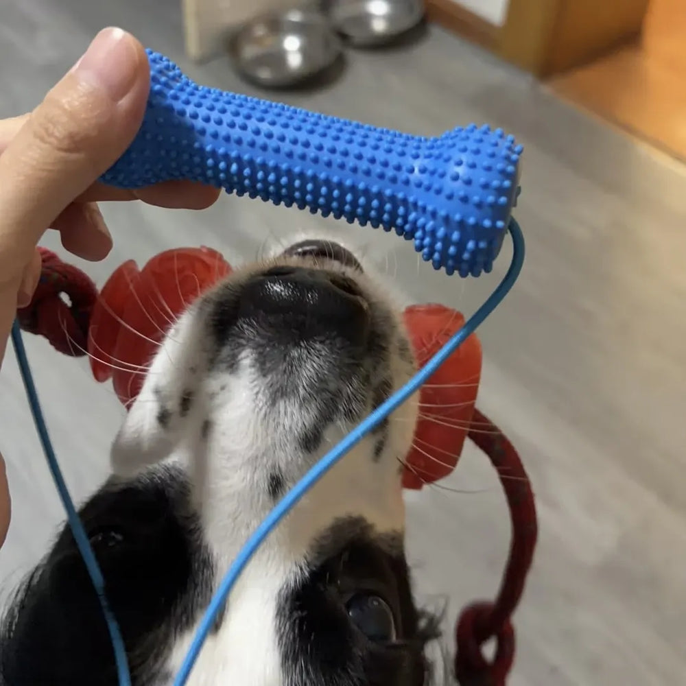 Tamecare Interactive Dental Tug Bone Dog Toy