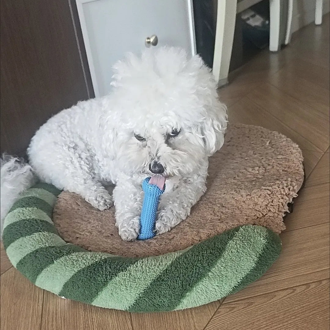Tamecare Interactive Dental Tug Bone Dog Toy