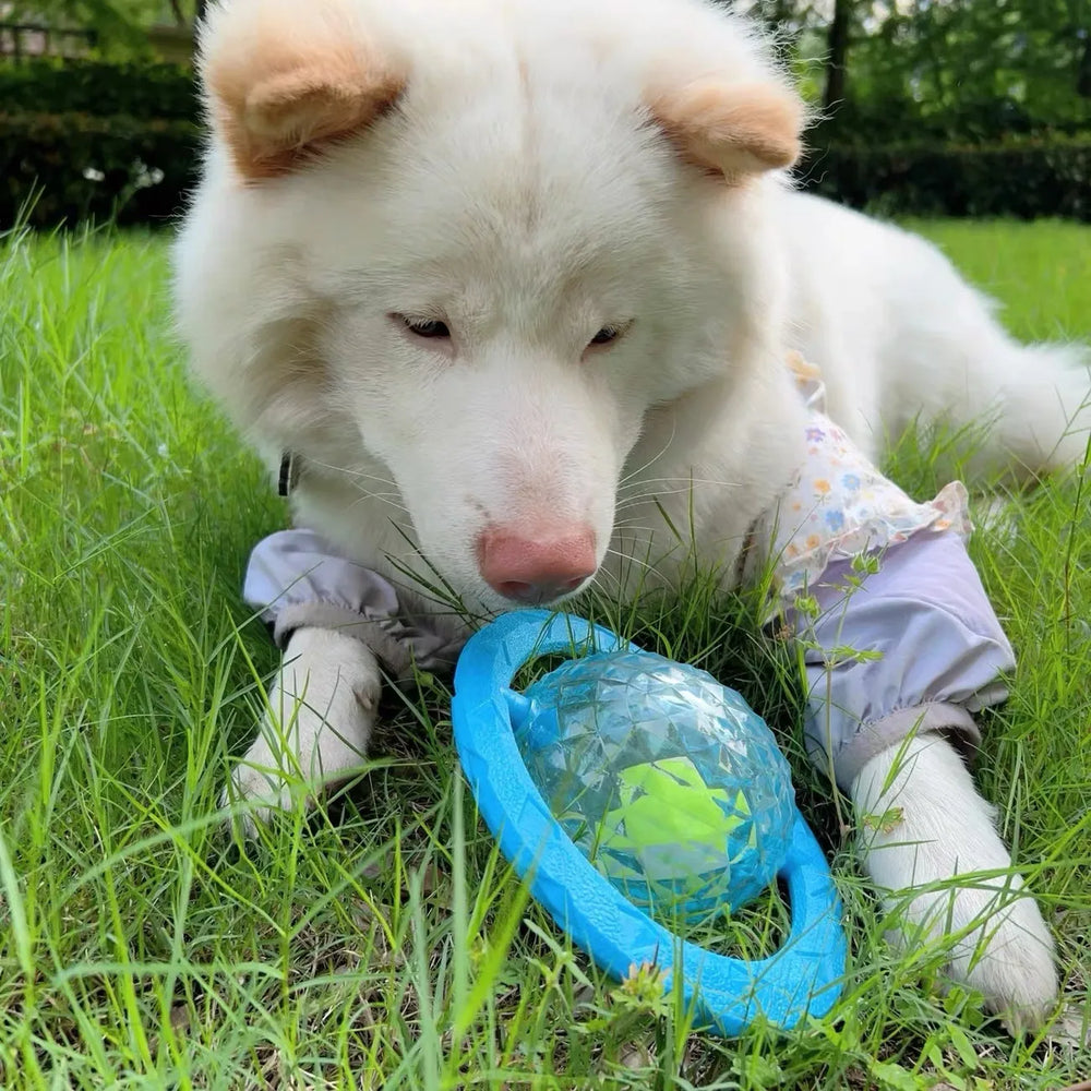 Tamecare Interactive Rattle Frisball Dog Toy