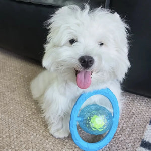 Tamecare Interactive Rattle Frisball Dog Toy