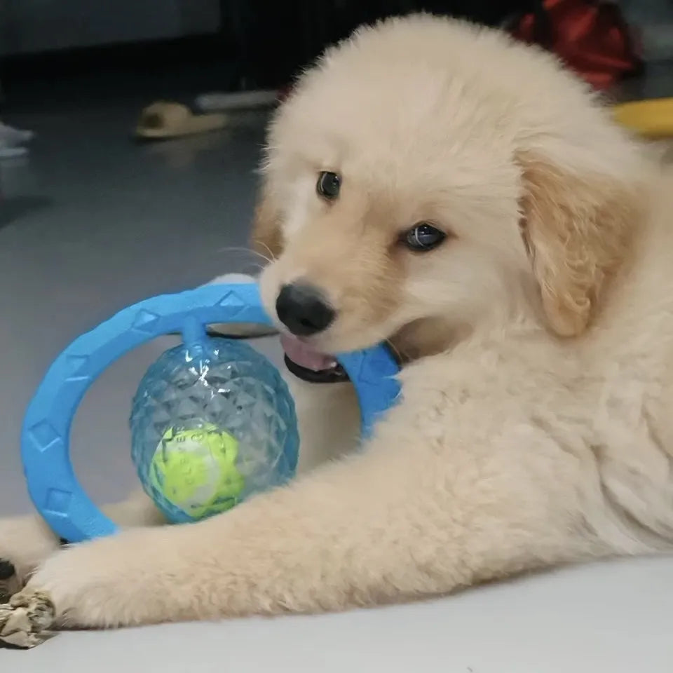 Tamecare Interactive Rattle Frisball Dog Toy
