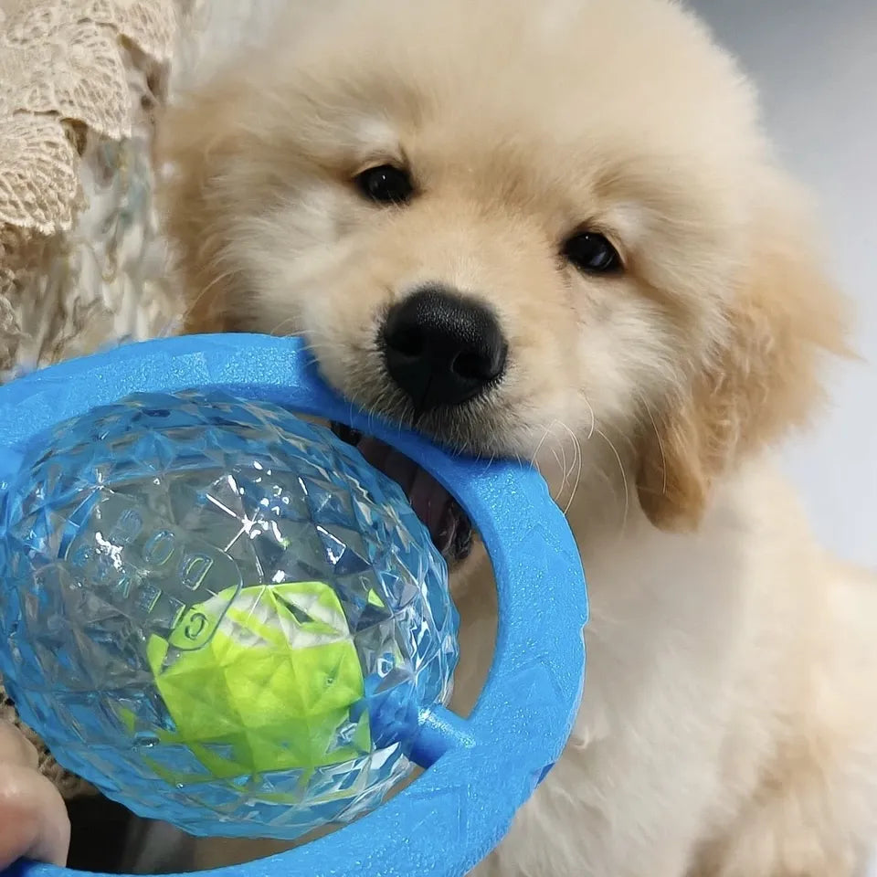Tamecare Interactive Rattle Frisball Dog Toy