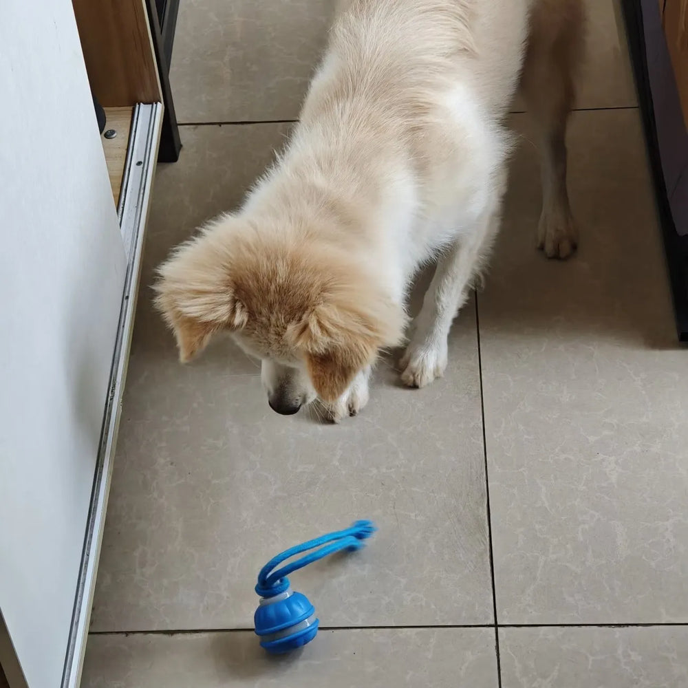 Tamecare Interactive Rope Motion Ball Dog Toy