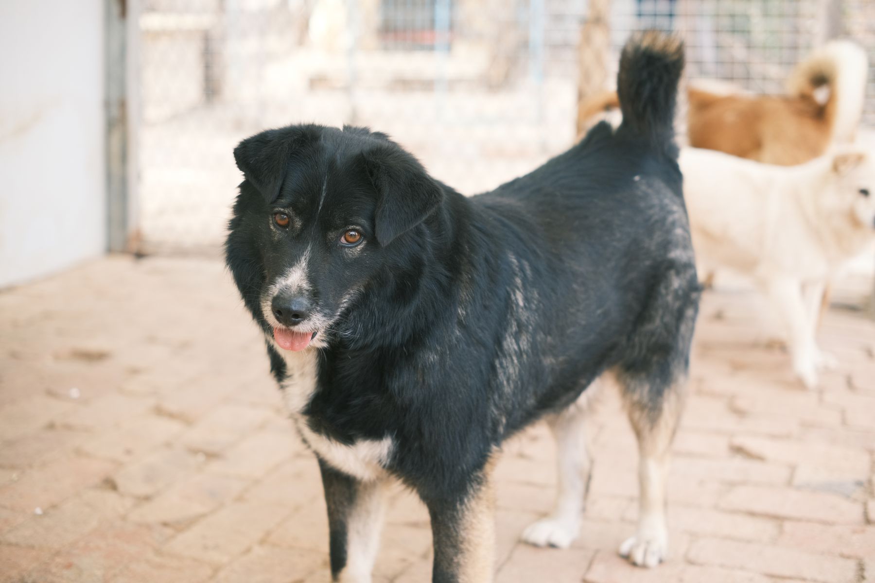 A rescued dog resting after care